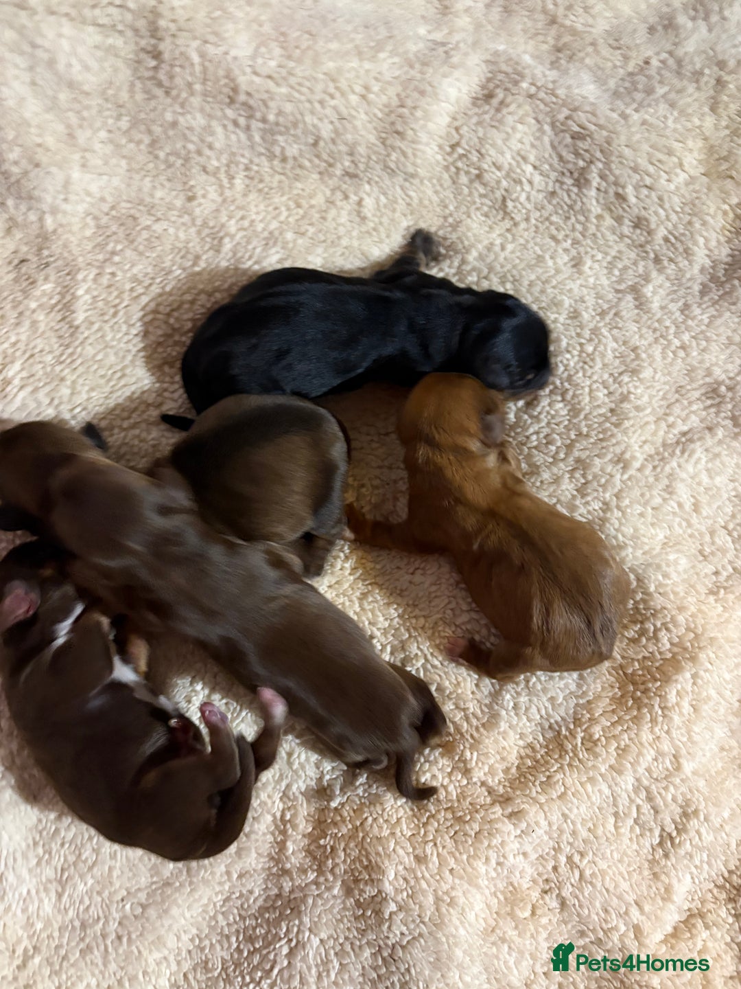 Mixed Breed dogs for sale: Mini doxipoo - Advert 5