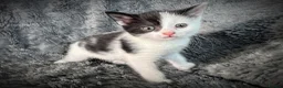 Mixed Breed cats for sale: 9 beautiful kittens looking for new homes  - Advert 27