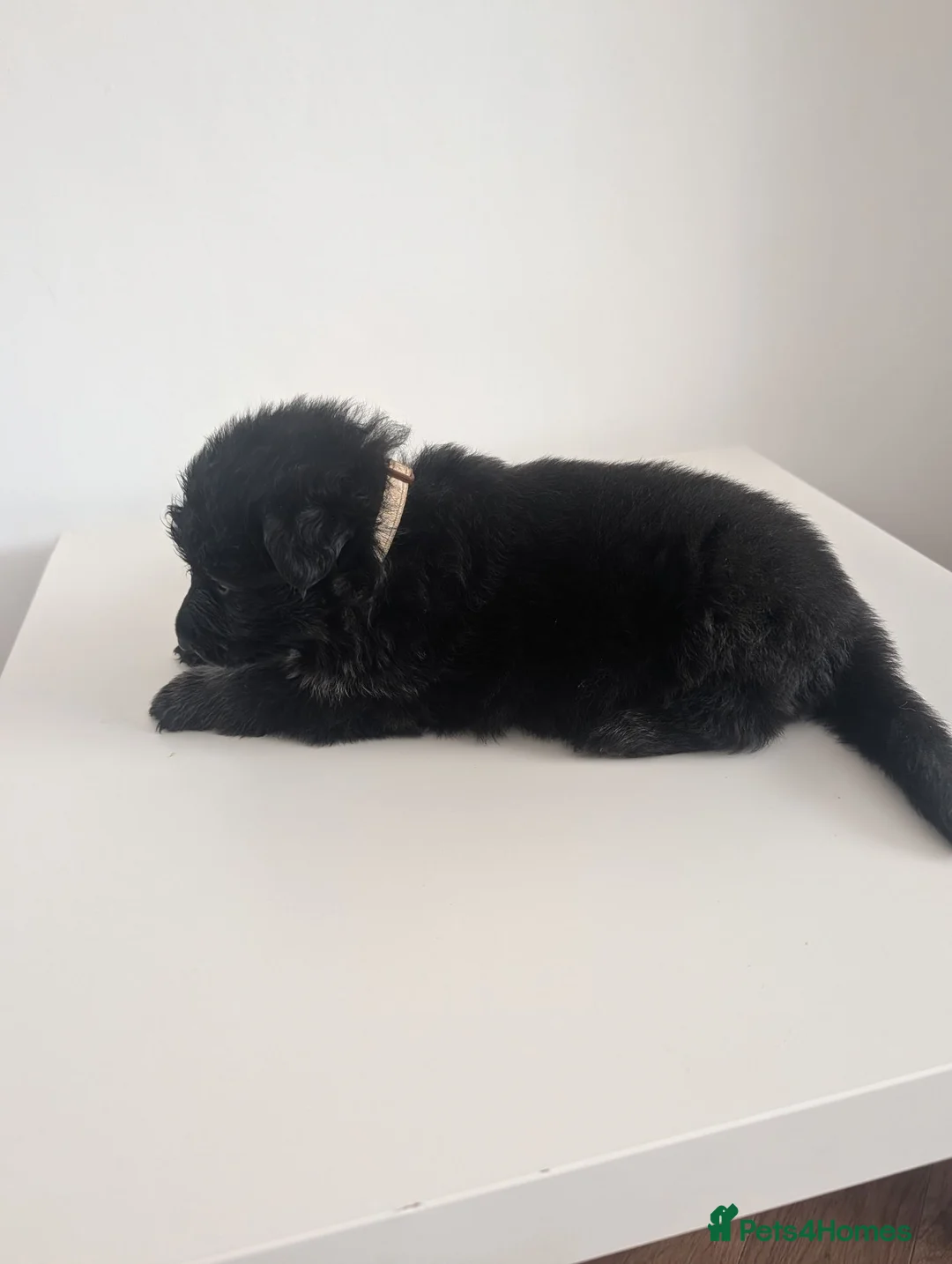 German Shepherd dogs for sale: German shepherd puppies  in Port Talbot - Advert 2