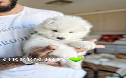 Samoyed dogs for sale: Samoyed puppies KC Registered Champions Bloodline  - Image 3