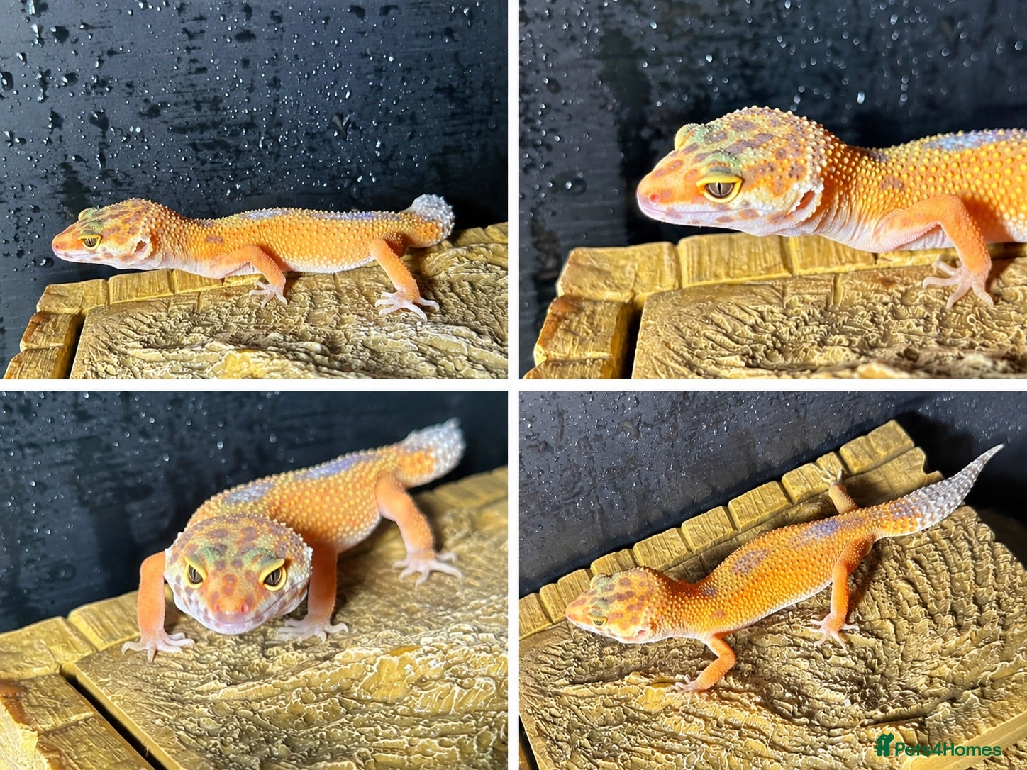 Gecko reptiles super hyde leopard gecko - Advert 1