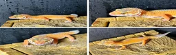 Gecko reptiles for sale: super hyde leopard gecko - Advert 1