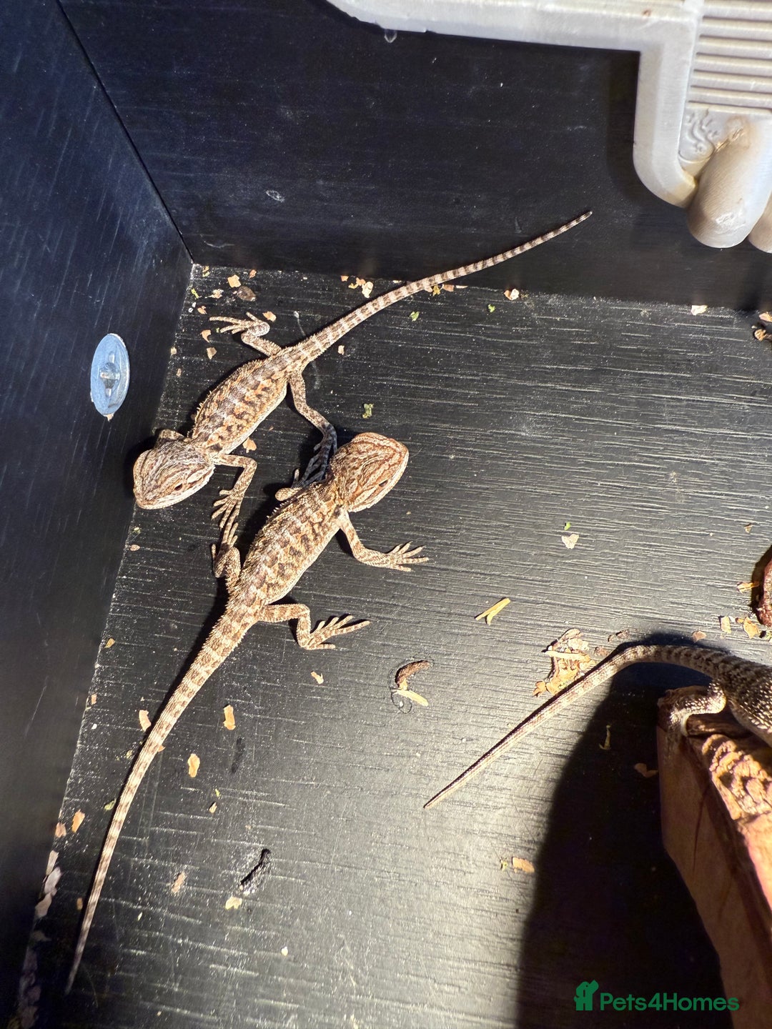 Bearded Dragon reptiles for sale: Bearded Dragon Babies - Image 5