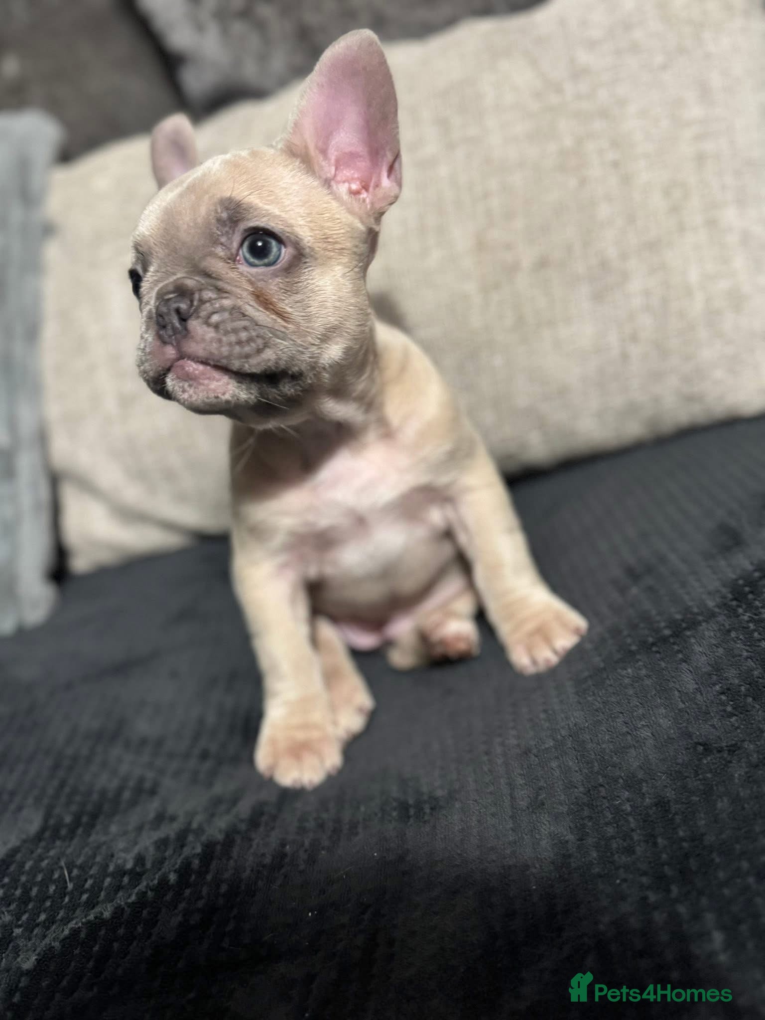 French Bulldog dogs Beautiful French bulldog puppies  - Advert 17