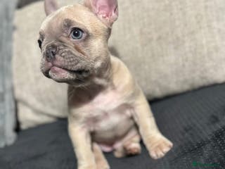 French Bulldog dogs Beautiful French bulldog puppies - Advert 17