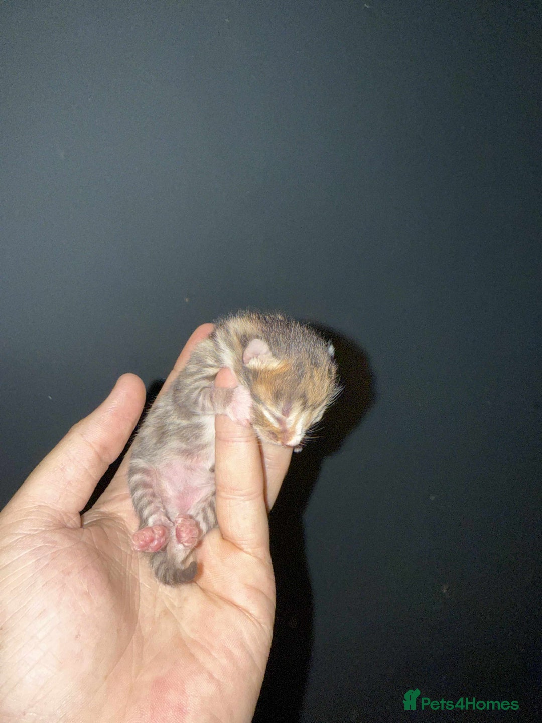 Domestic Shorthair cats for sale: 3 baby Kittens For Sale - Image 3