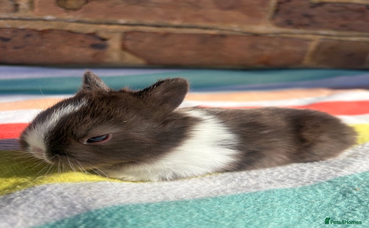 Netherland Dwarf rabbits - Advert 1