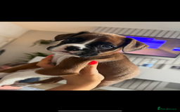 Boxer dogs for sale: Flashy boxer/red - natural bob tail/tail  - Image 27