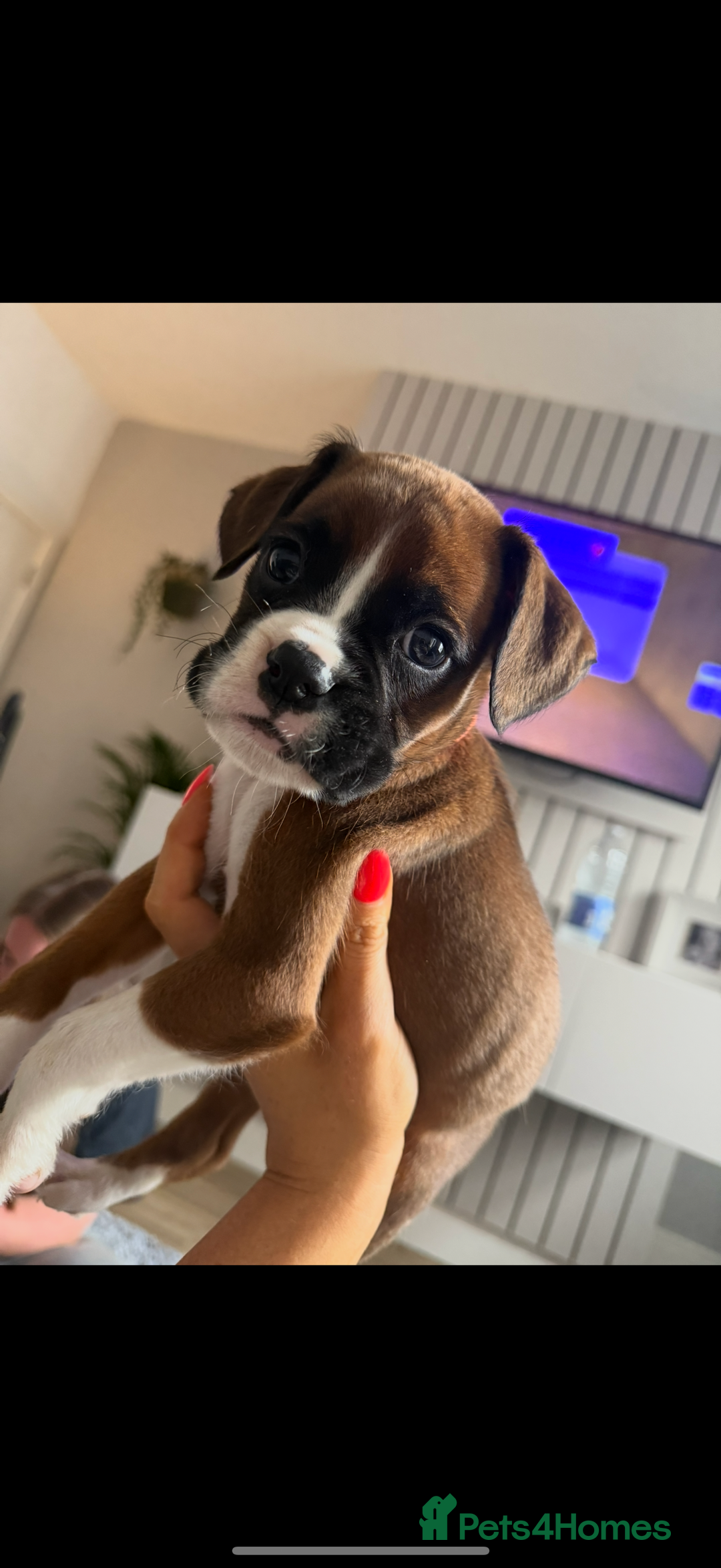 Boxer dogs for sale: Flashy boxer/red - natural bob tail/tail  - Image 27
