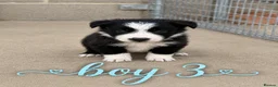 Border Collie dogs for sale: Gorgeous Border collie pups. KC registered.  - Advert 27