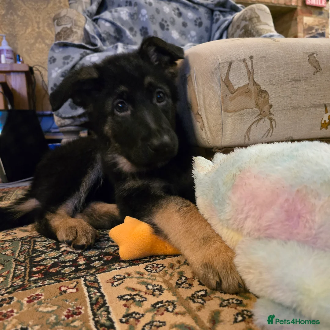 German Shepherd dogs for sale: 2 Beautiful GS females 💚💗 ready to go! - Advert 6