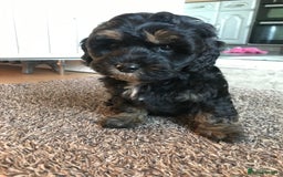 Toy Poodle dogs for stud: Tri Coloured Toy and Miniature studs in Northallerton - Image 15