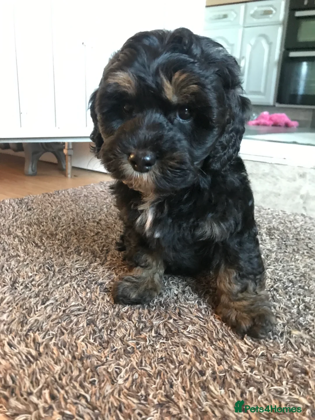 Toy Poodle dogs for stud: Tri Coloured Toy and Miniature studs in Northallerton - Advert 15