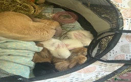 Mixed Breed rabbits for sale: Adorable Mini lop crosses  - Image 1