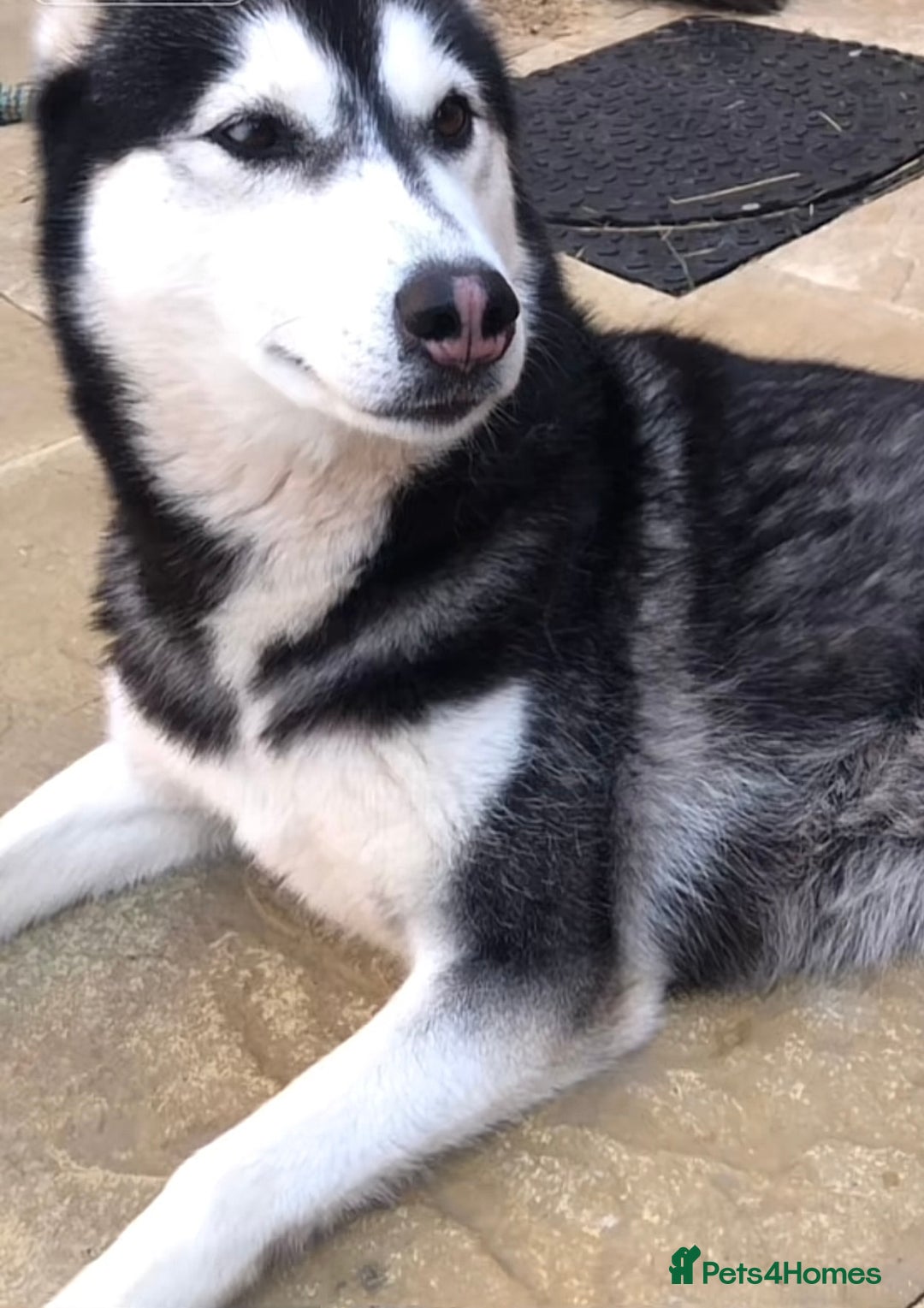 Siberian Husky dogs for sale: Ladie  - Image 2