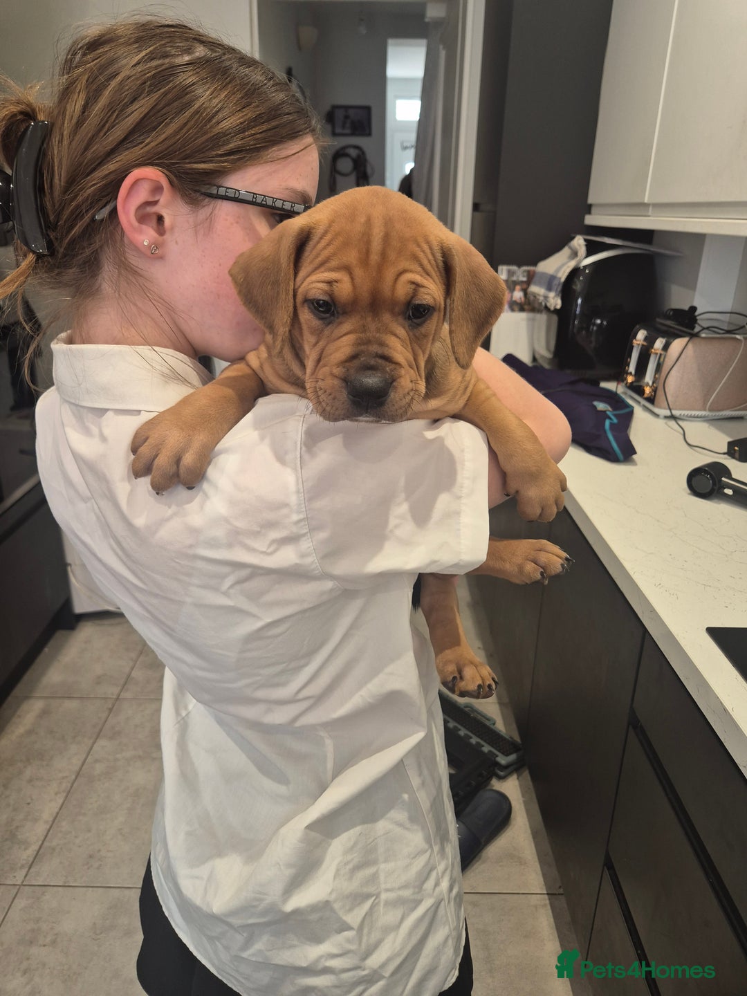 American Bully dogs for sale: American Bully Pups for sale - Image 15