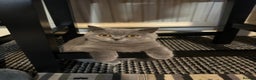 British Shorthair cats for sale: British Shorthair GCCF Registered Kittens  - Advert 4