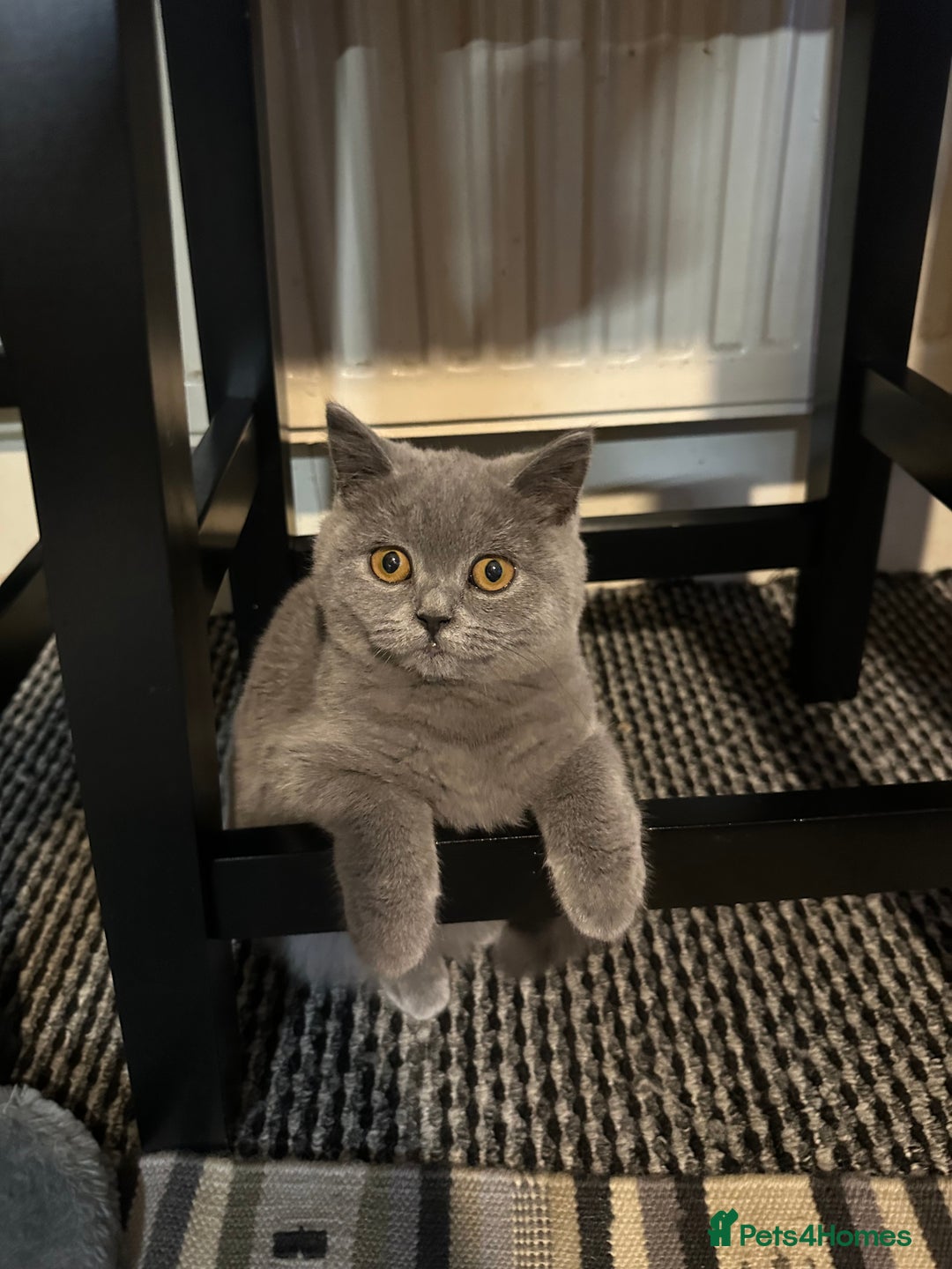 British Shorthair cats for sale: British Shorthair GCCF Registered Kittens  - Advert 4