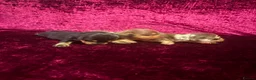 Miniature Dachshund dogs for sale: Miniature Dauchund Puppies available  - Advert 2