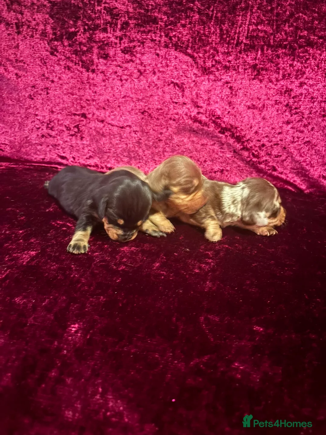 Miniature Dachshund dogs for sale: Miniature Dauchund Puppies available  - Advert 2
