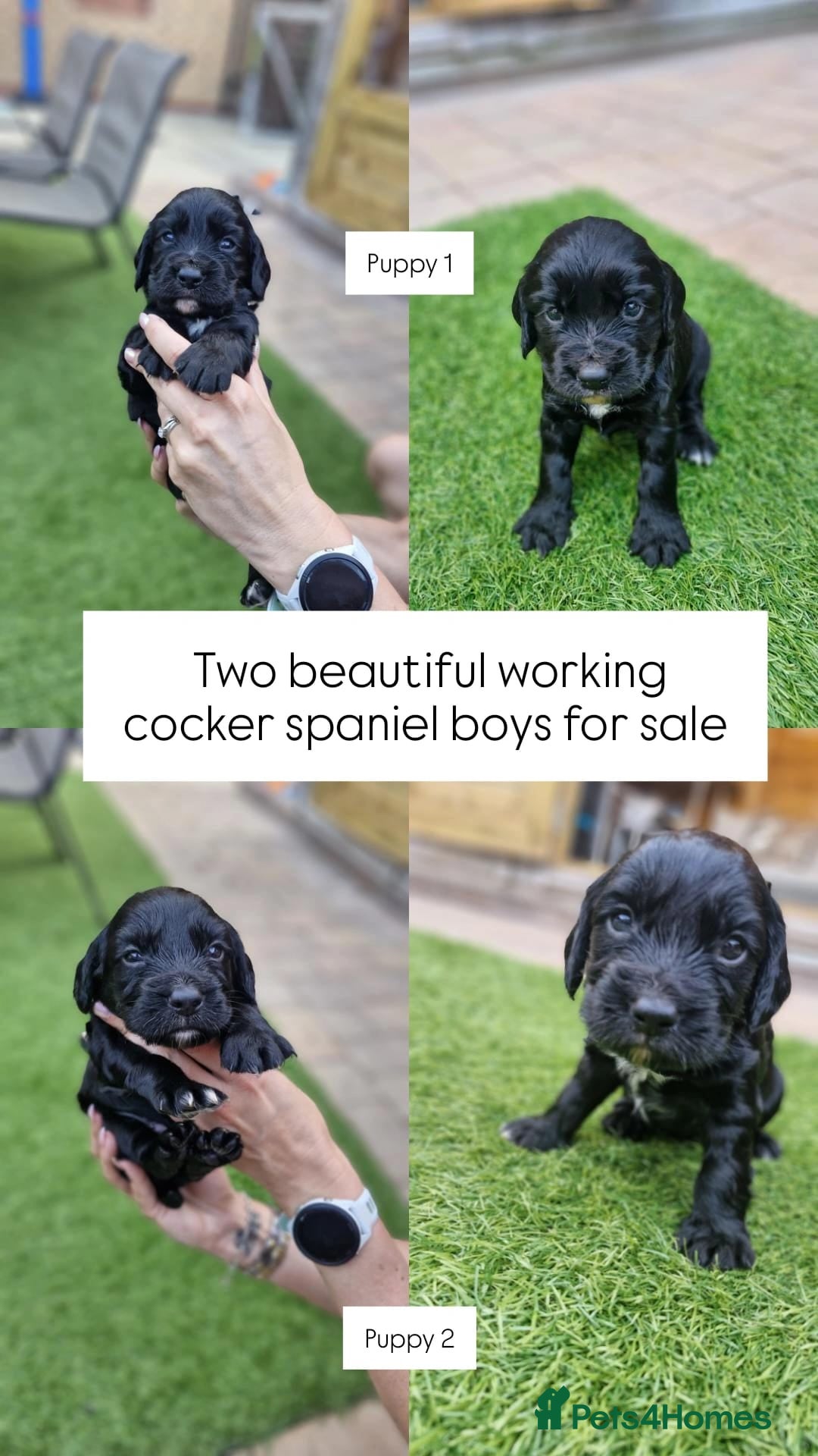 Cocker Spaniel dogs Working Cocker Spaniel Puppies - Advert 1