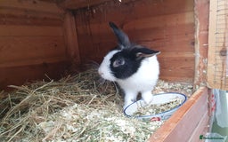 Mini Lop rabbits for sale: Spayed and neutered rabbits for adoption - Image 12