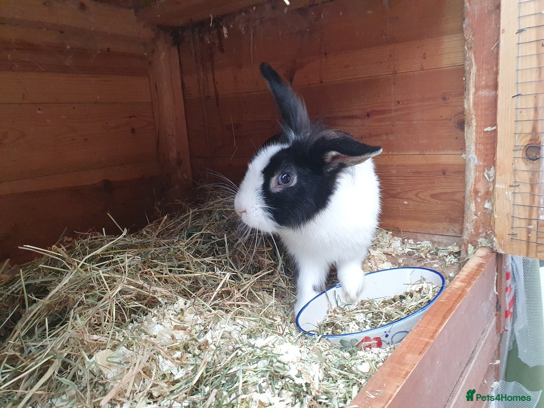 Mini Lop rabbits for sale: Spayed and neutered rabbits for adoption - Image 12