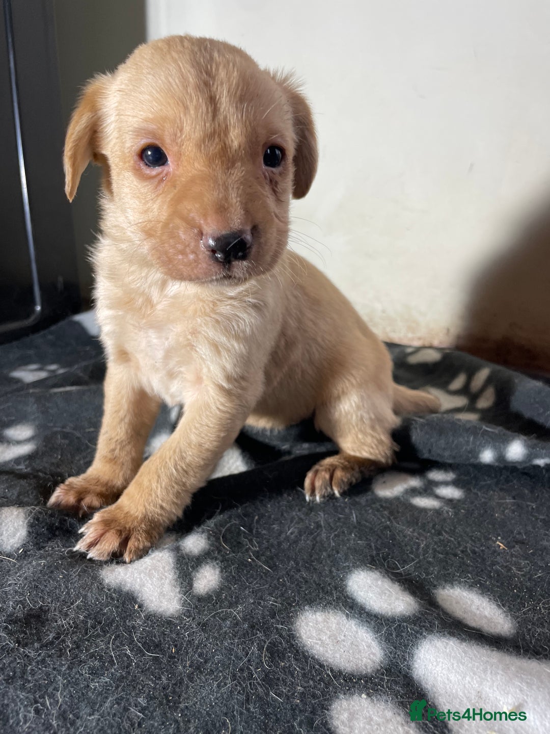 Labrador Retriever dogs for sale: Ready now Stunning chunky fox red pups - Advert 14