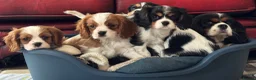 Cavalier King Charles Spaniel dogs for sale: Pedigree Cavalier King Charles Spaniel Puppies - Advert 13