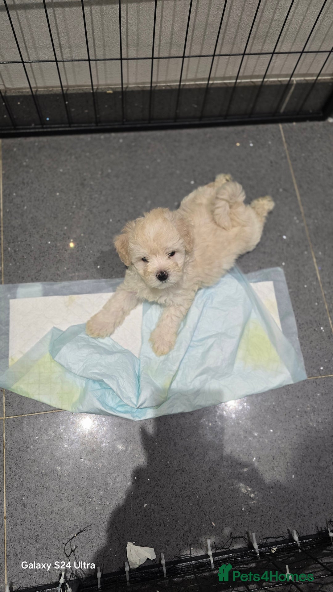 Bichon Frise dogs for sale:  Adorable Bichon puppies 🐶 🩷🩷🩷 - Advert 4