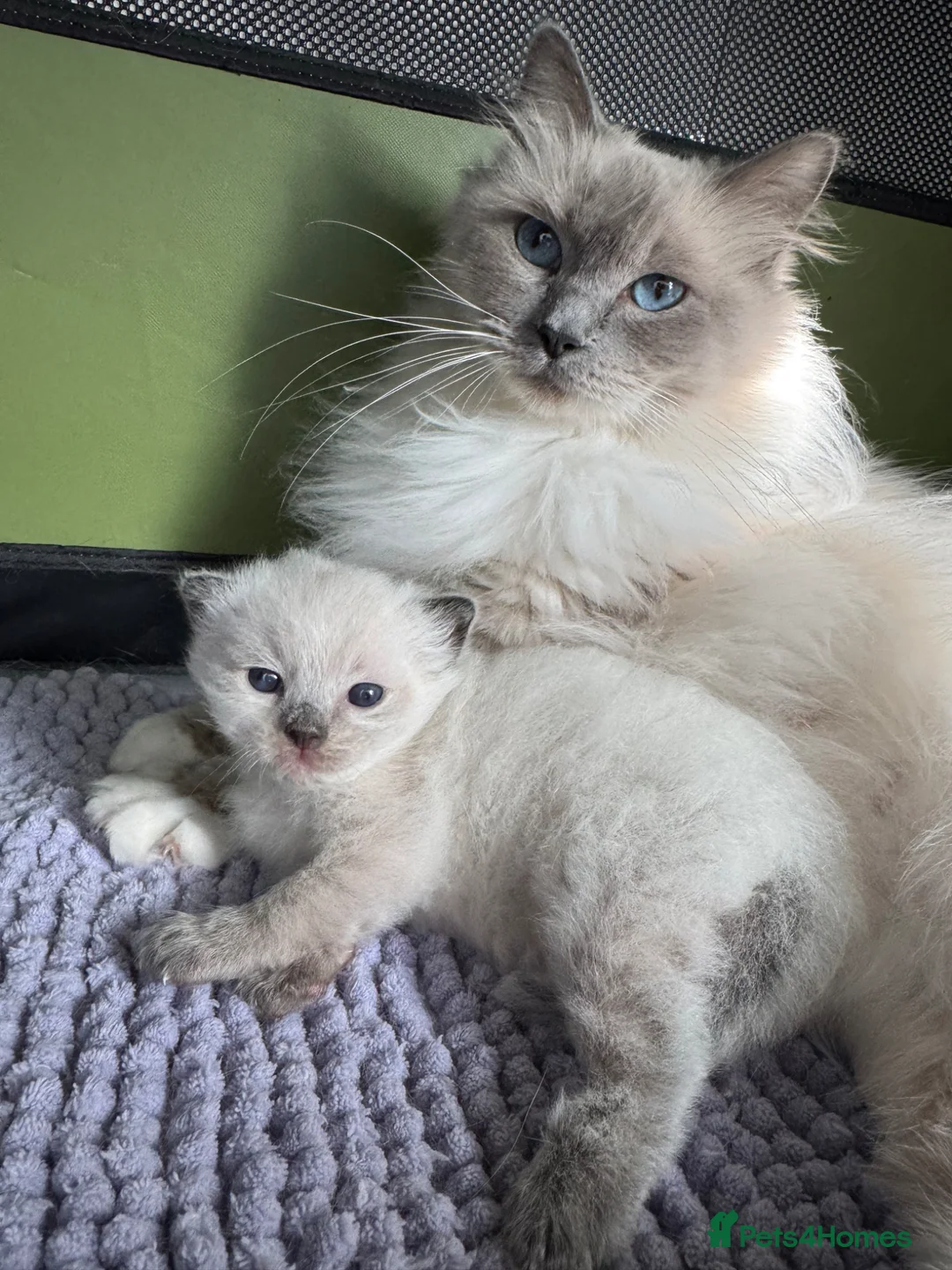 Ragdoll cats for sale: Seal mitted Ragdoll Boy - Advert 1