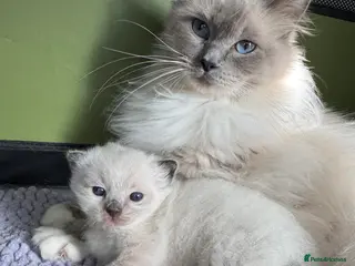 Ragdoll cats Seal mitted Ragdoll Boy - Advert 1