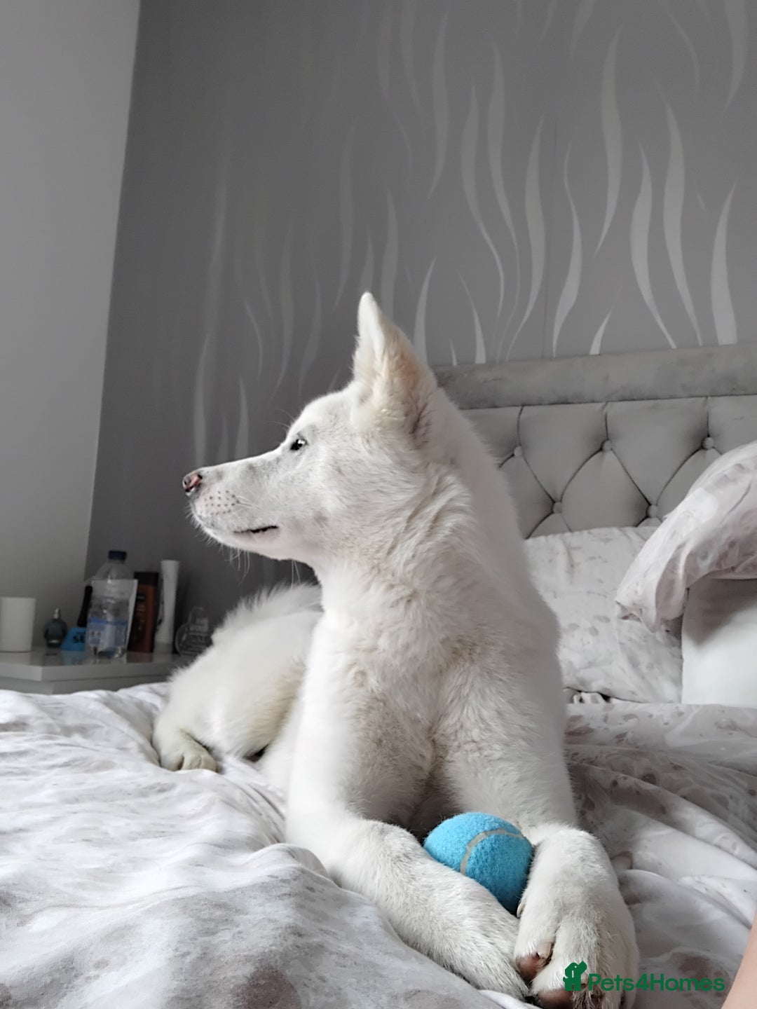Japanese Akita Inu dogs for sale: Female 6 month akita - Image 2