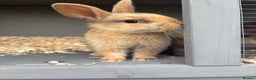 Rex rabbits for sale: Beautiful mini lop x Rex buck - Advert 3