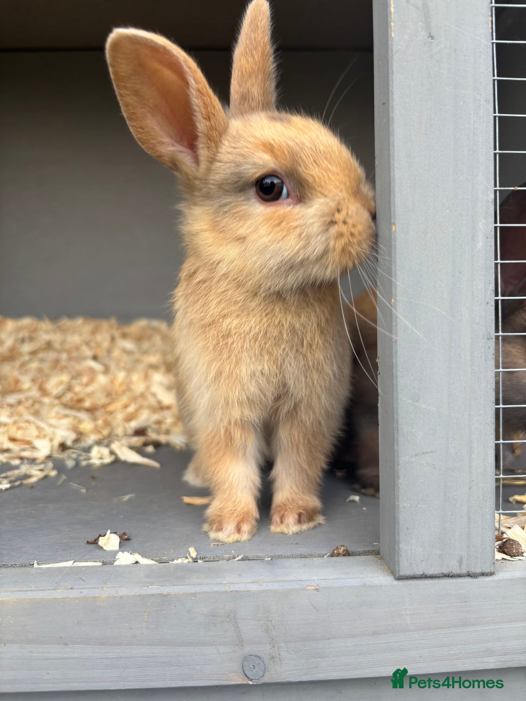 Rex rabbits for sale: Beautiful mini lop x Rex buck - Advert 3