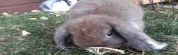 Mini Lop rabbits for sale: Gorgeous Mini lops child friendly  - Advert 4