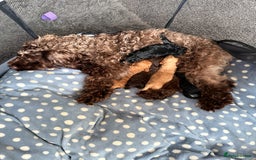 Cockapoo dogs for sale: F2 cockapoo  - Image 8