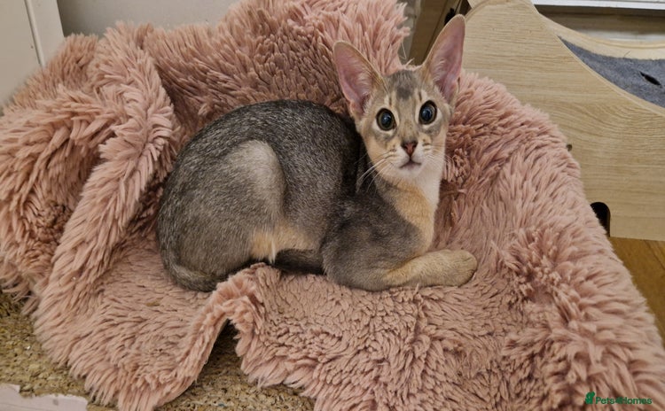 Abyssinian cats - Advert 1