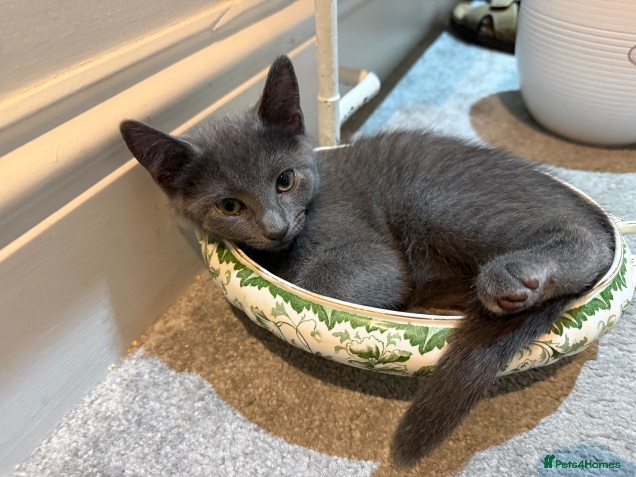 Russian Blue cats 1 Girl Russian Blue Kitten | Ready now - Advert 10