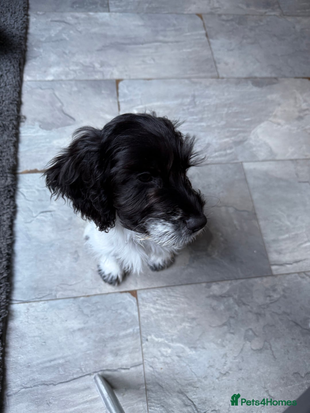 Cockapoo dogs for sale: Puppy - Advert 4