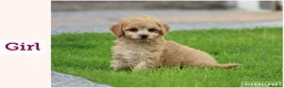 Cavapoo dogs for sale: Beautiful cavapoo puppies for sale  - Advert 27