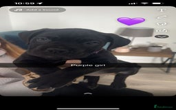 Cane Corso dogs for sale: Beautiful Cane Corso Puppies - Image 5