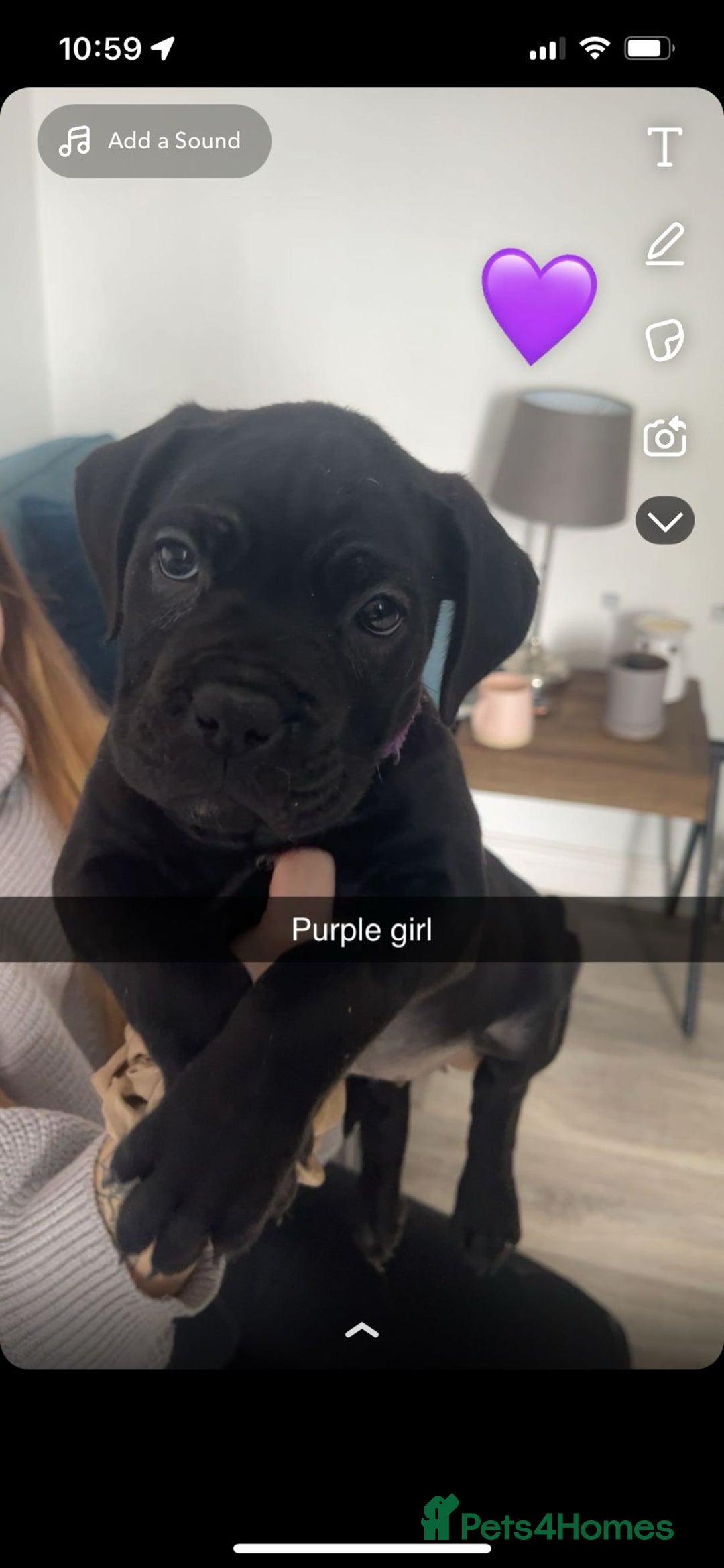 Cane Corso dogs for sale: Beautiful Cane Corso Puppies - Image 5