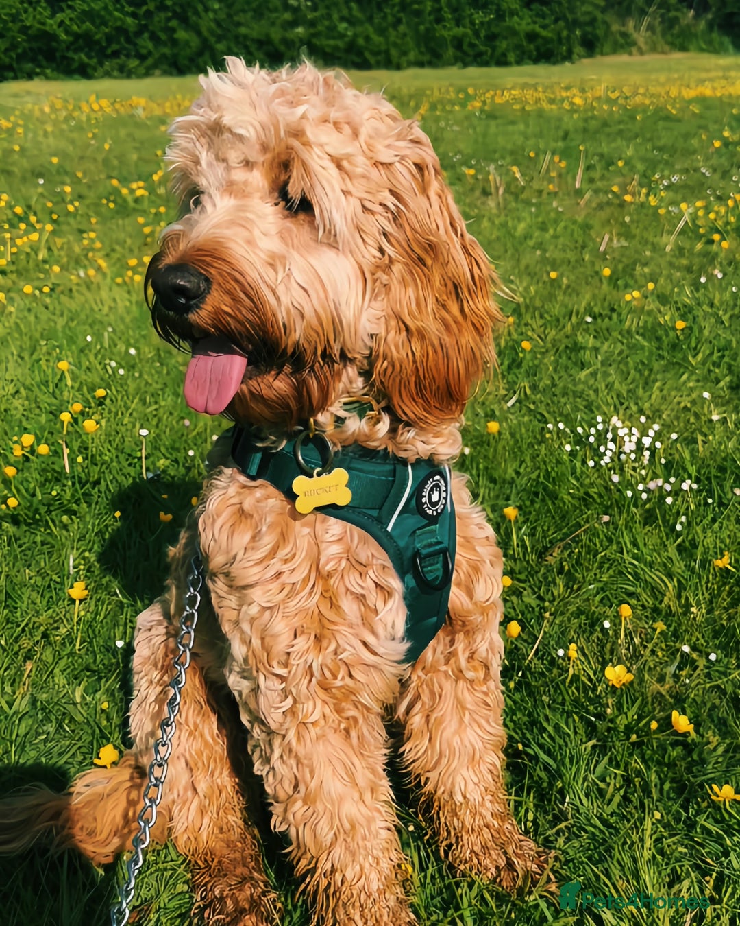 Cockapoo dogs for sale: Beautiful F1 Cockapoo - Image 4