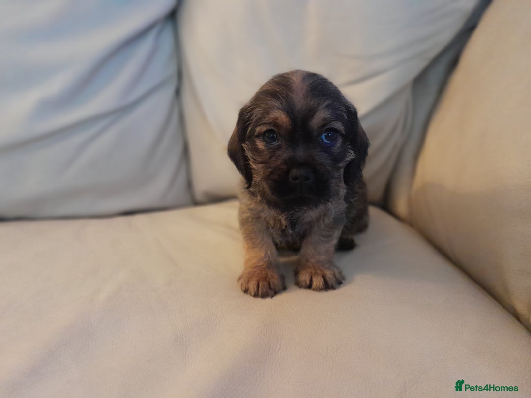 Mixed Breed dogs for sale: Dachshund cross puppies - Image 3