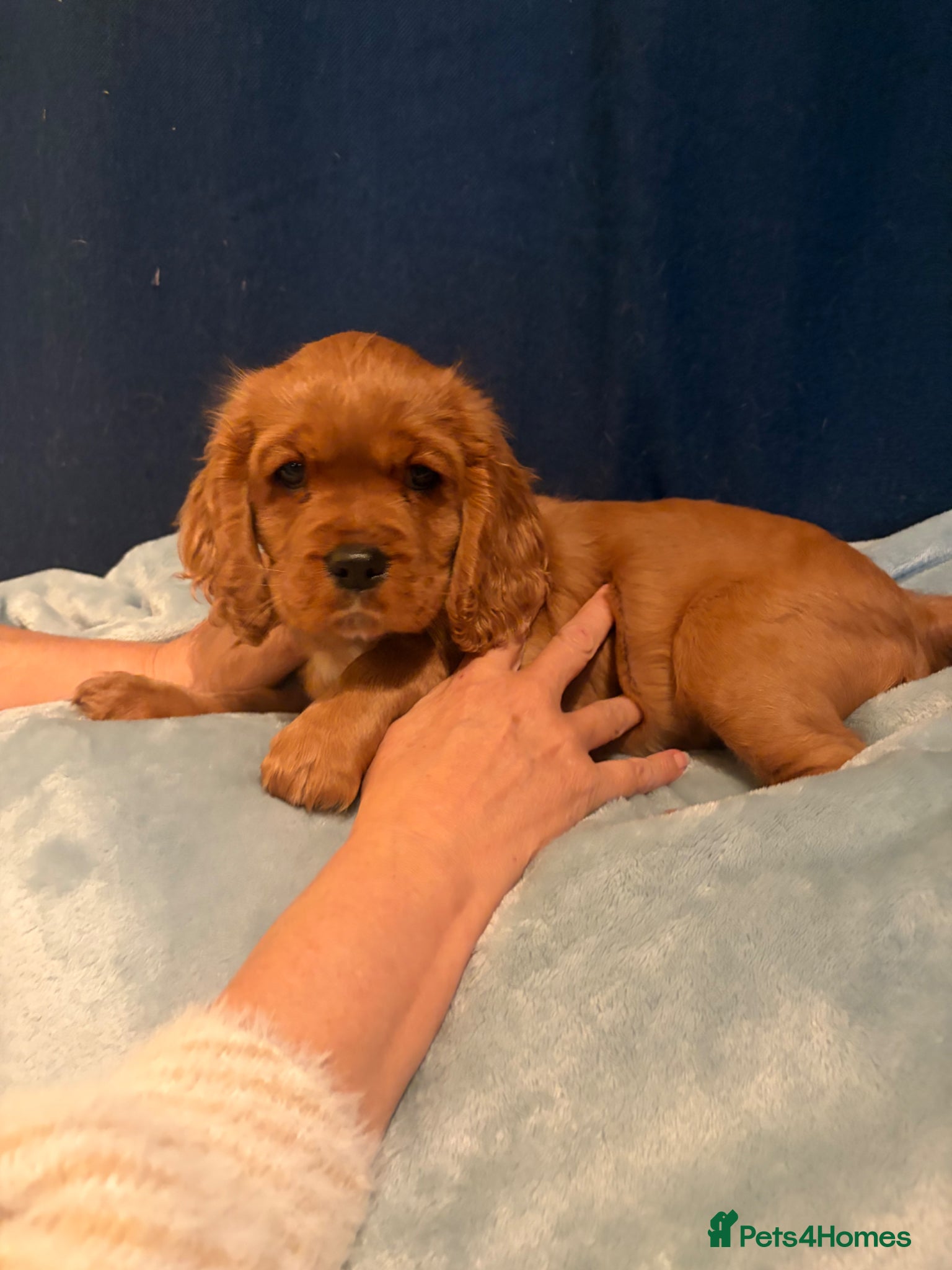 Cavalier King Charles Spaniel dogs healthy vet checked KC registered puppies boys - Advert 1