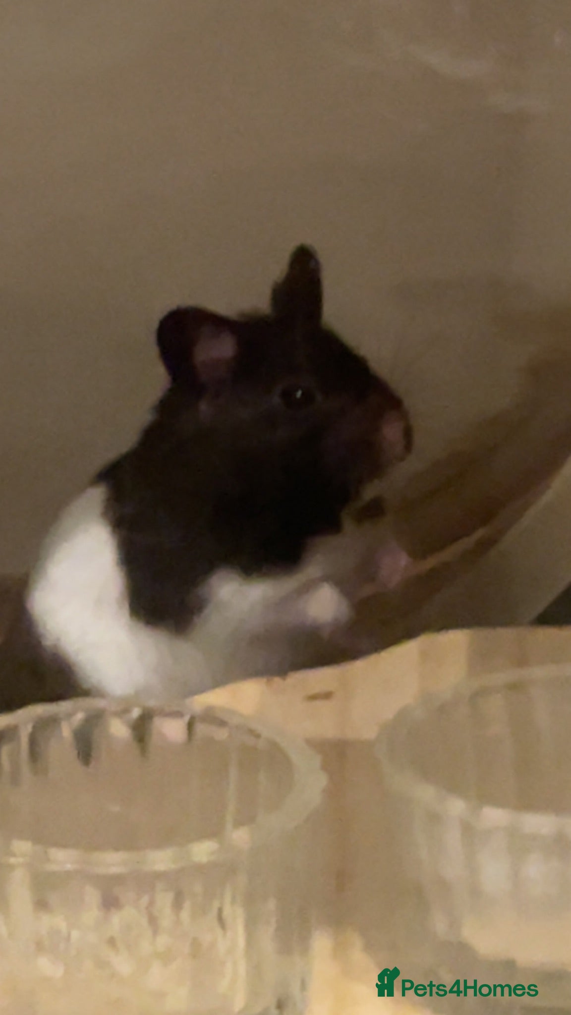 Hamster rodents black and white syrian hamster - Advert 1