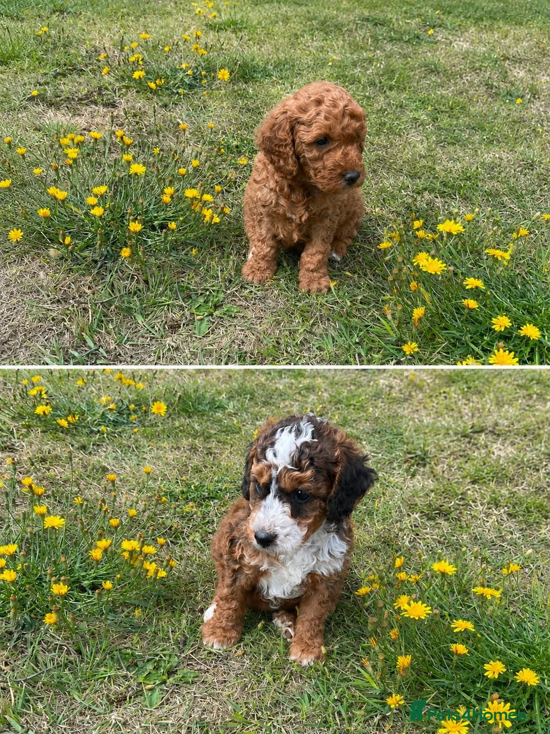 Cockapoo dogs for sale: Cockerpoo puppies for sale - Advert 2