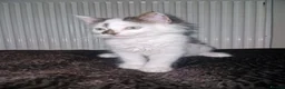 Mixed Breed cats for sale: Playful Cute fluffy kitten ready for a new home - Advert 5