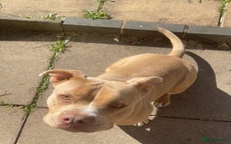American Bully dogs for sale: Pocket bully for sale! - Image 2